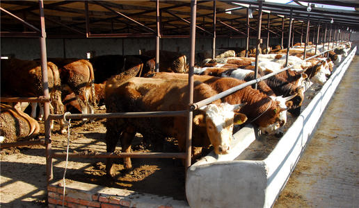 中国牛肉消费、生产及流通分析报告